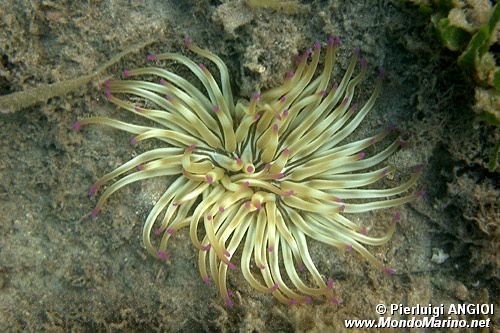 Attinia di rena (Condylactis aurantiaca)