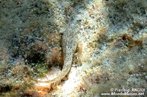 Bavosa sanguigna (Blennius sanguinolentus)