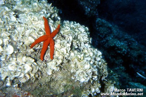 Stella rossa (Echinaster sepositus)