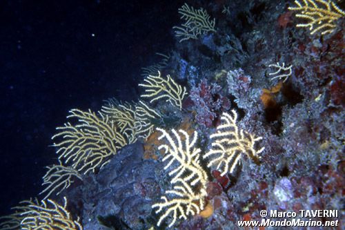 Gorgonia gialla (Eunicella cavolini)