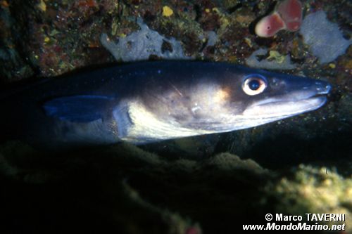 Grongo (Conger conger)