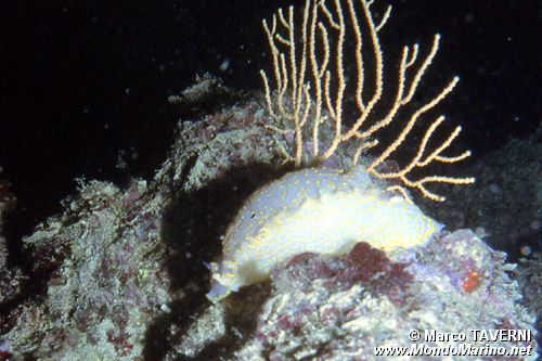 Doride dipinto (Hypselodoris picta)