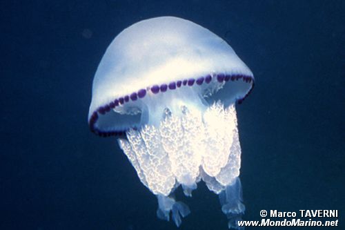 Polmone di mare (Ryzostoma pulmo)
