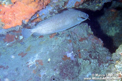 Musdea bianca (Phycis phycis)