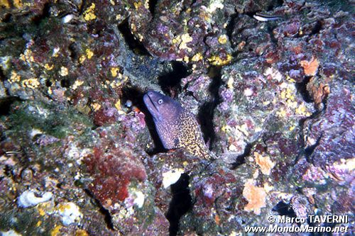 Murena (Muraena helena)