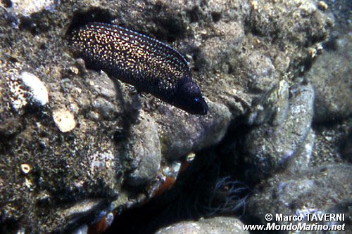 Murena (Muraena helena)