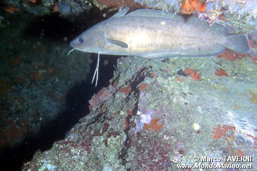 Musdea bianca (Phycis phycis)