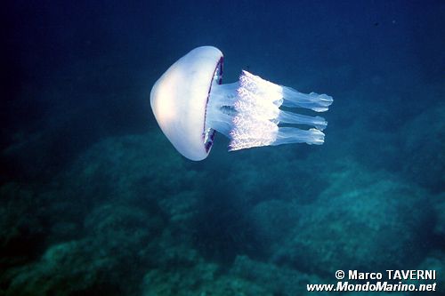 Polmone di mare (Rhizostoma pulmo)