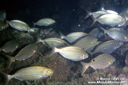 Salpa (Sarpa salpa)