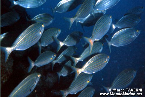 Salpa (Sarpa salpa)