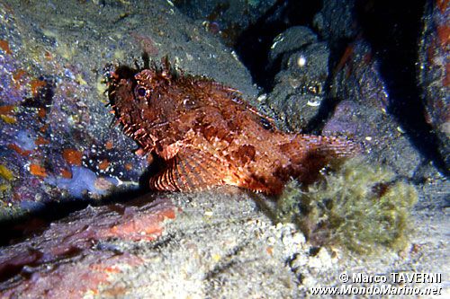 Scorfano rosso (Scorpaena scrofa)