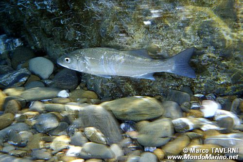 Spigola (Dicentrarchus labrax)