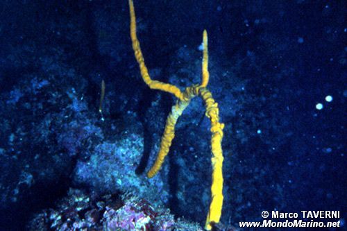 Spugna (Axinella polypoides)