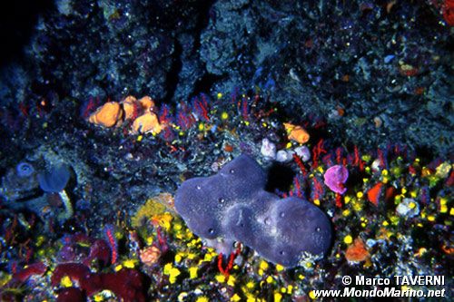 Spugna patata (Chondrosia reniformis)