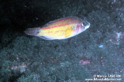 Tordo pavone (Symphodus tinca)