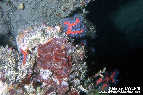 Corallo rosso (Corallium rubrum)