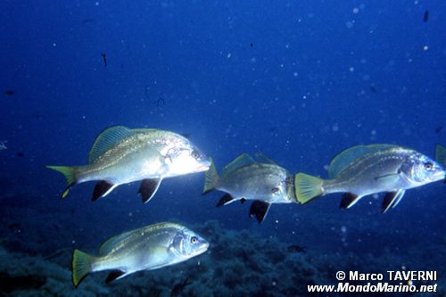 Corvina (Sciaena umbra)