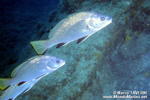 Corvina (Sciaena umbra)
