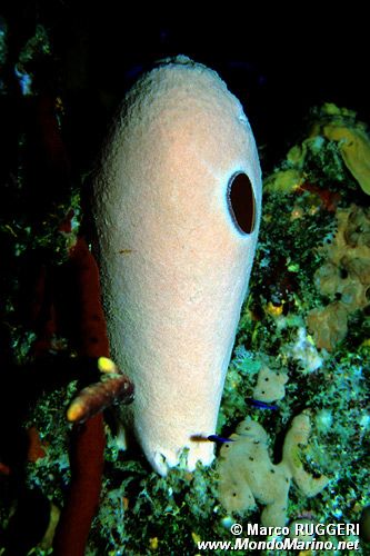 Spugna rossa tropicale (n.d. n.d.)