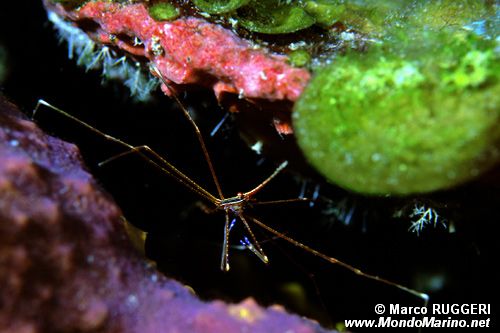 Granchio freccia (Stenorhynchus seticornis)