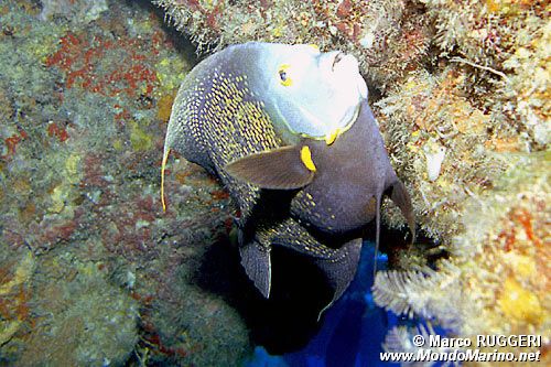 Pesce angelo francese (Pomacanthus paru)