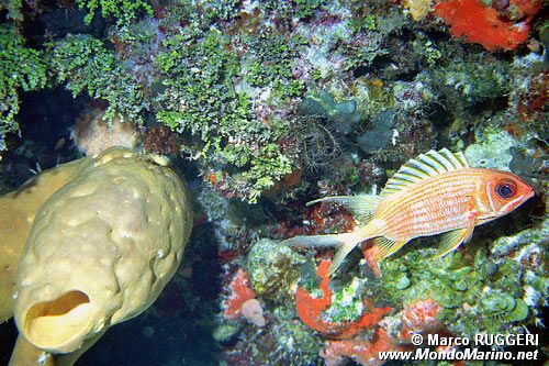 Olocentride (Holocentrus rufus)