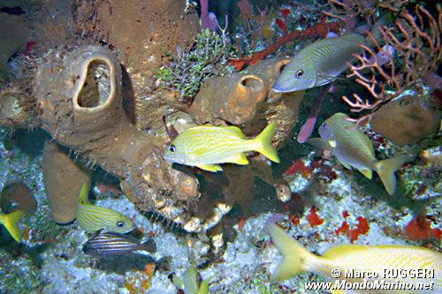 Emulide (Haemulon sciurus)