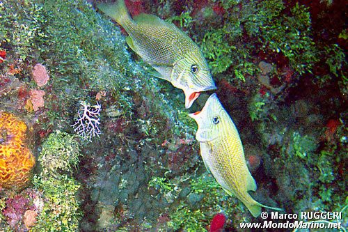 Emulide (Haemulon sciurus)