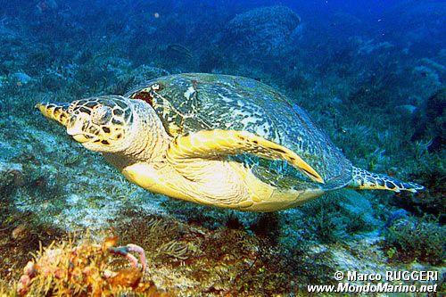 Tartaruga (Eretmochelys imbricata)