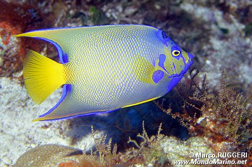Pesce angelo regina (Holacanthus ciliaris)