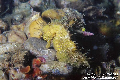 Cavalluccio marino (Hippocampus guttulatus)