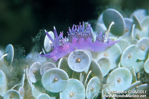 Flabellina rosa (Flabellina affinis)