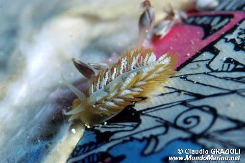 Fiona (Fiona pinnata)