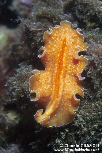 Platelminta (Yungia aurantiaca)