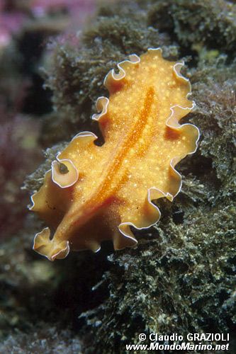 Platelminta (Yungia aurantiaca)