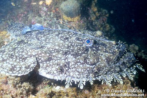 Rana pescatrice (Lophius piscatorius)