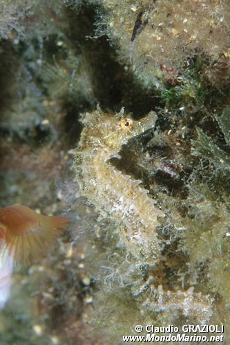 Cavalluccio marino (Hippocampus guttulatus)