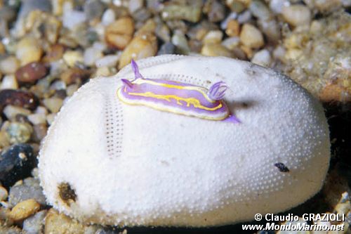 Cromodoride di Brito (Chromodoris britoi)
