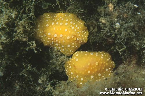 Fillidia mediterranea (Phyllidia flava)