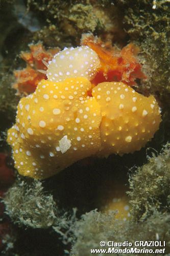 Fillidia mediterranea (Phyllidia flava)