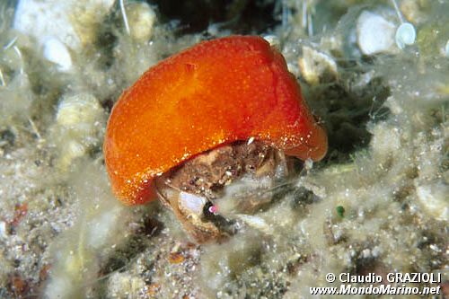 Granchio facchino (Dromia personata)