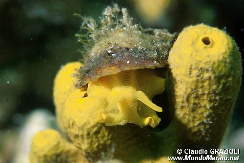 Tylodina perversa (Tylodina perversa)