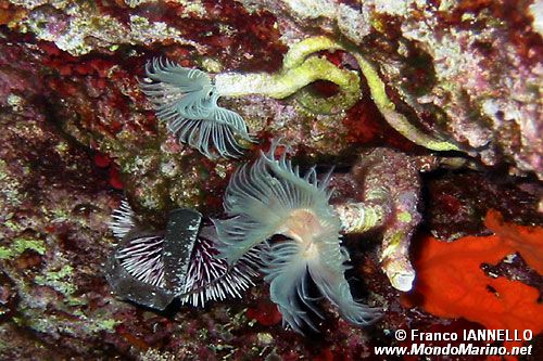 Verme dal ciuffo bianco (Protula tubularia)