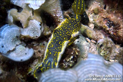 Doride dipinto (Hypselodoris picta)