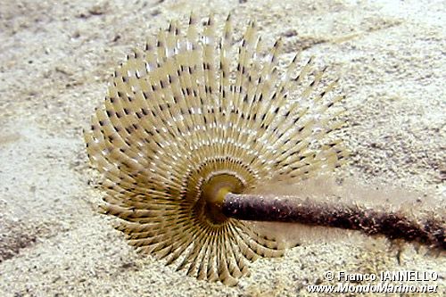 Spirografo (Sabella spallanzanii)