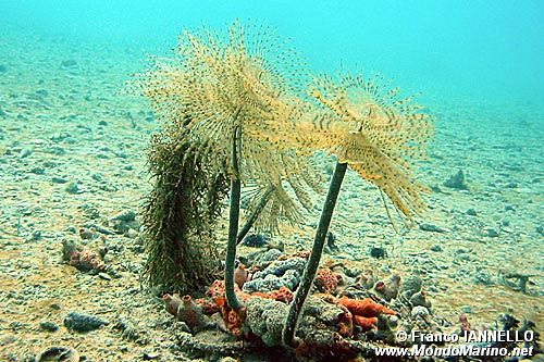 Spirografo (Sabella spallanzanii)