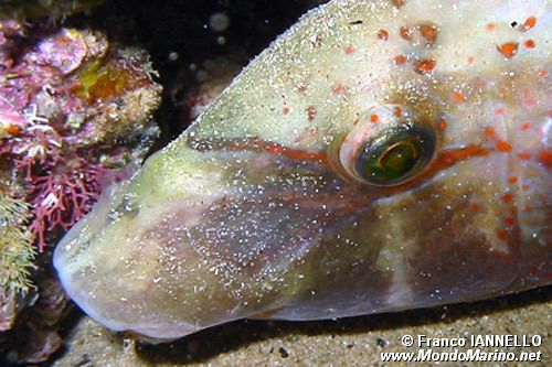 Tordo pavone (Symphodus tinca)