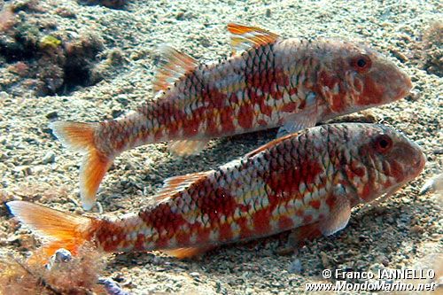 Triglia di scoglio (Mullus surmuletus)