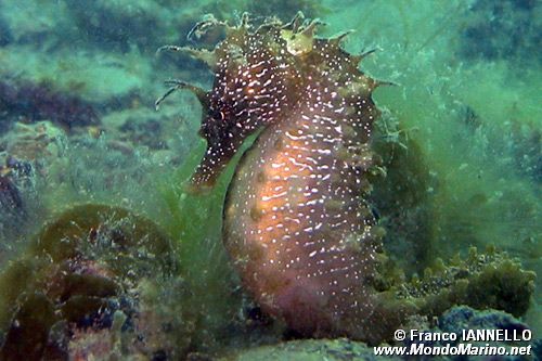 Cavalluccio marino (Hippocampus guttulatus)