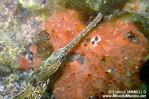 Pesce ago (Sygnathus acus)